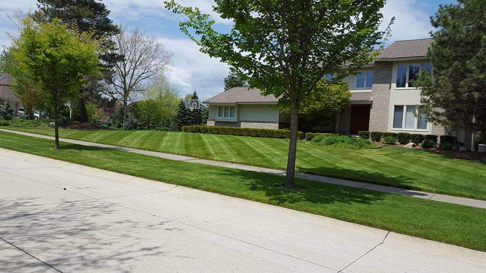 Large residential lawn with clean mowing stripes