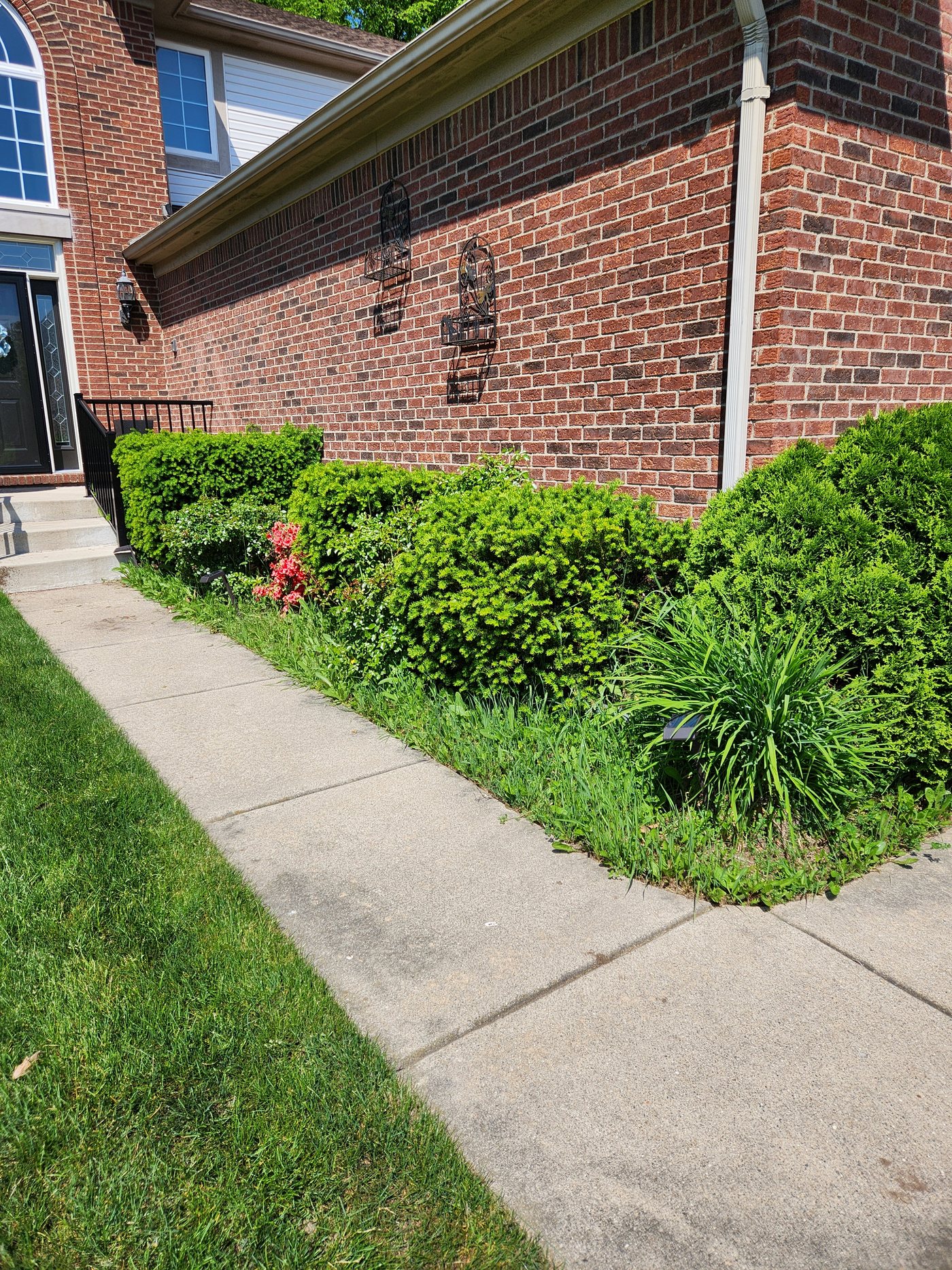 Overgrown landscape bed before Stellar Lawn Care work