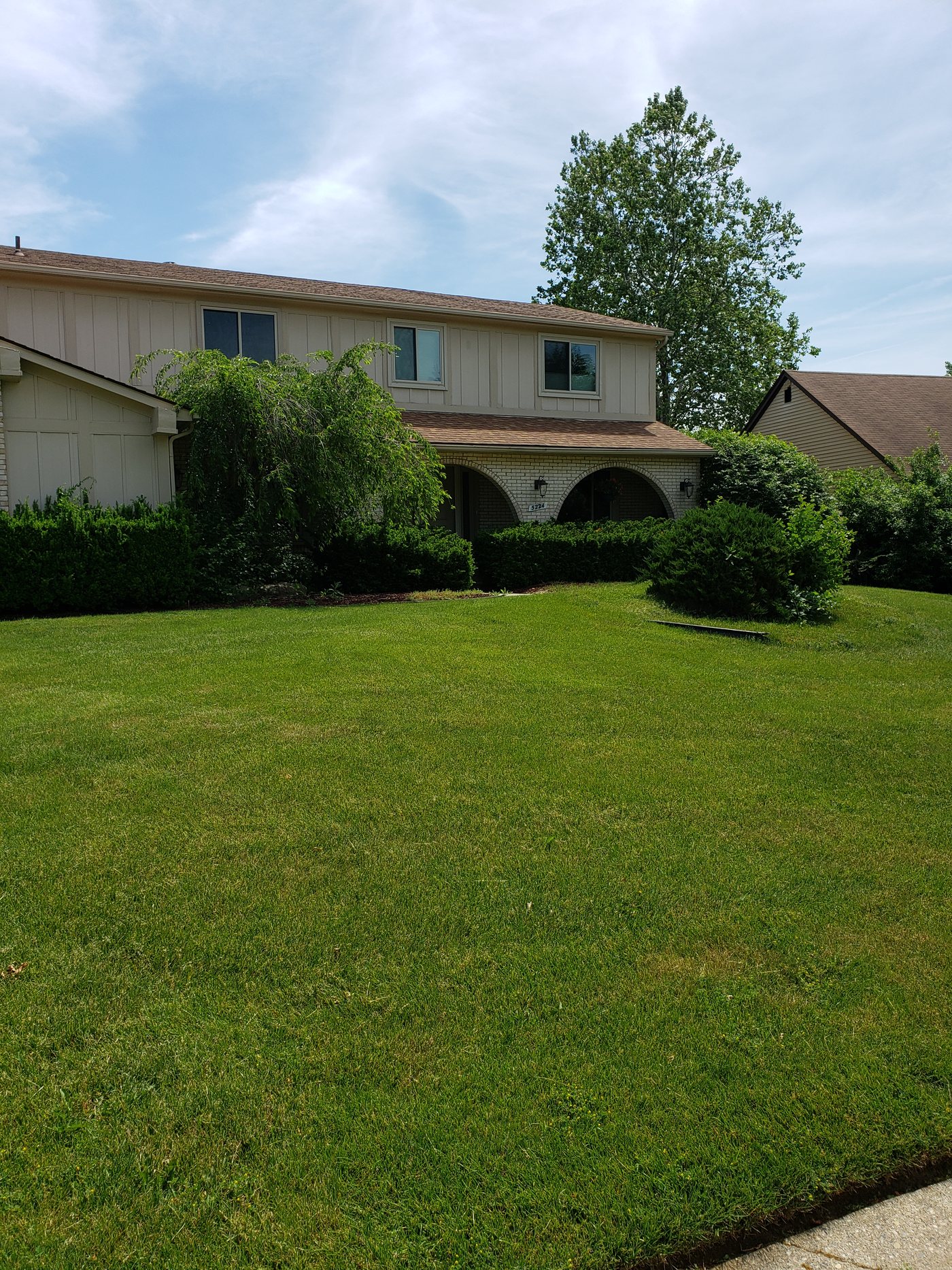 Residential shrubs before trimming